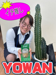 YOWAN