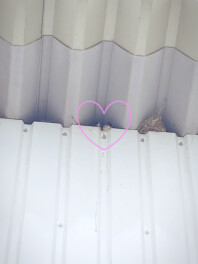 大曲店に可愛いすぎる命が誕生しました(〃▽〃)ﾎﾟｯ