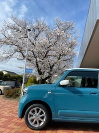 桜満開！