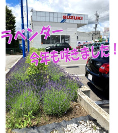 ラベンダー咲きました♥おすすめワゴンR紹介！