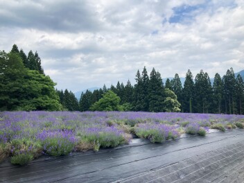 紫色ってなんだか落ち着きますよね。
