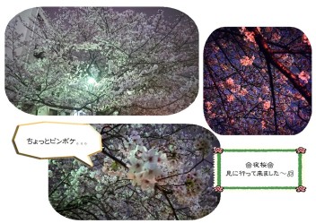 夜桜～(●´ω｀●)