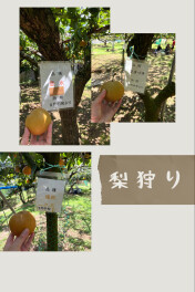 梨狩りに行きました