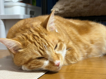 寒すぎますね。。。