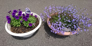 目の保養④