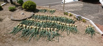 ★我が家の畑（祖母宅）★