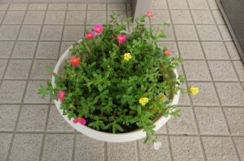 咲いてきた♪