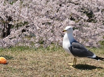 にぎわう季節