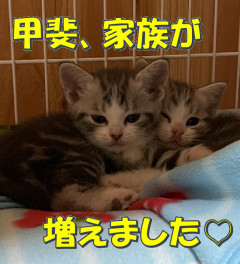 甲斐、家族が増えました♡