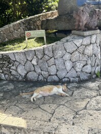 セニアカー４０周年☆ミ