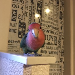 営業渥美のペット紹介♪